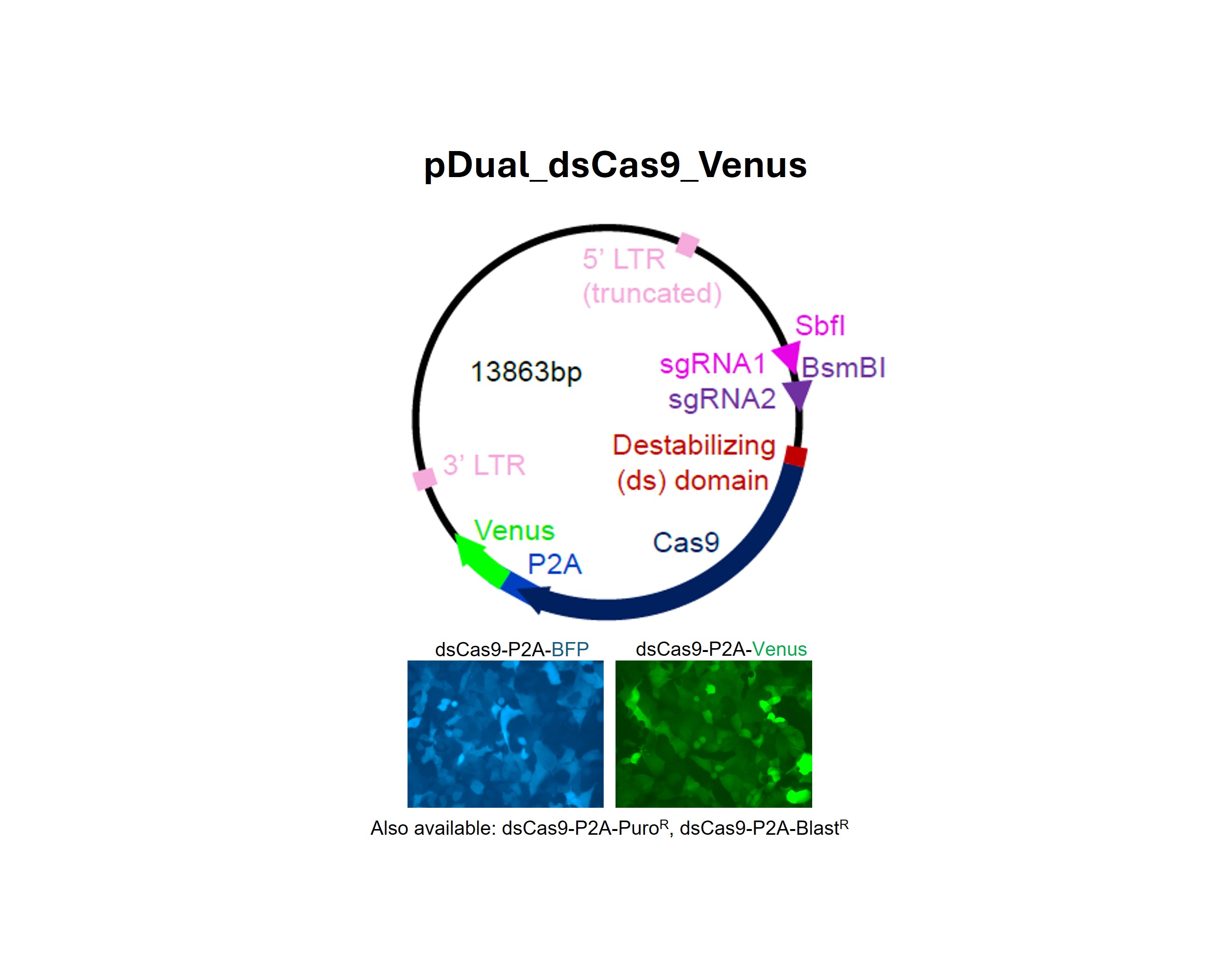 Genetic perturbations